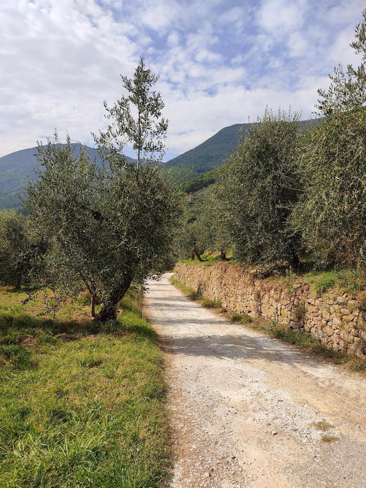 Olive House Tuscany - Zona Pisa Calci Luaran gambar